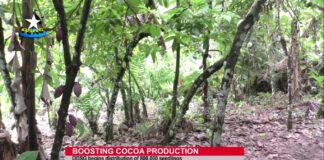 100 farmers in Akoko South East get 20,000 free cocoa seedlings from Ondo Govt