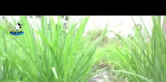 COVID-19: Stakeholders challenge Ondo residents on farming to prevent food crisis