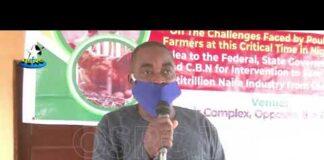 Forex ban on maize: Ondo Poultry Association faults policy