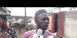 Amotekun operatives arrest herder, 50 cows over destruction of farmlands in Akure