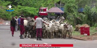 Cows cause road accident in Ondo