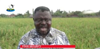 ODSG adopts sawah eco-technology in rice production