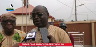Anti-open grazing law: Amotekun arrests 200 cows in Ifedore