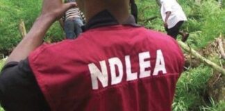 As NDLEA busts skucchies factory in Ogun; arrests Church officials, 2 ladies in Fentanyl syndicate raid in Delta