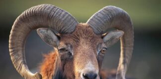 Happening now…..Oddity:Sallah Ram escapes to roof top.