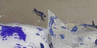 NDLEA nabs Church General Overseer for drug trafficking