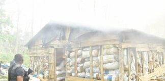 Ahead of polls, NDLEA storms Edo forest, destroys 7,286kgs skunk after gun battle, Arrests suspect, recovers 2 rifles, others