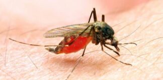 Redouble efforts against malaria – WHO tasks countries