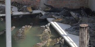 Crocodiles kill farmer in Cambodia