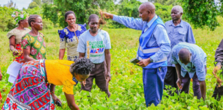 Grow food more instead of tobacco – WHO urges African leaders