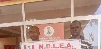 NDLEA intercepts 3 trailer loads of opioids, seizes 3.5million pills, 344,000 codeine bottles. Arrests 75-year-old grandpa in Ekiti, 70-year-old grandma in Benue for illicit drugs dealing; destroys 11, 636.185kg cannabis in Edo forest